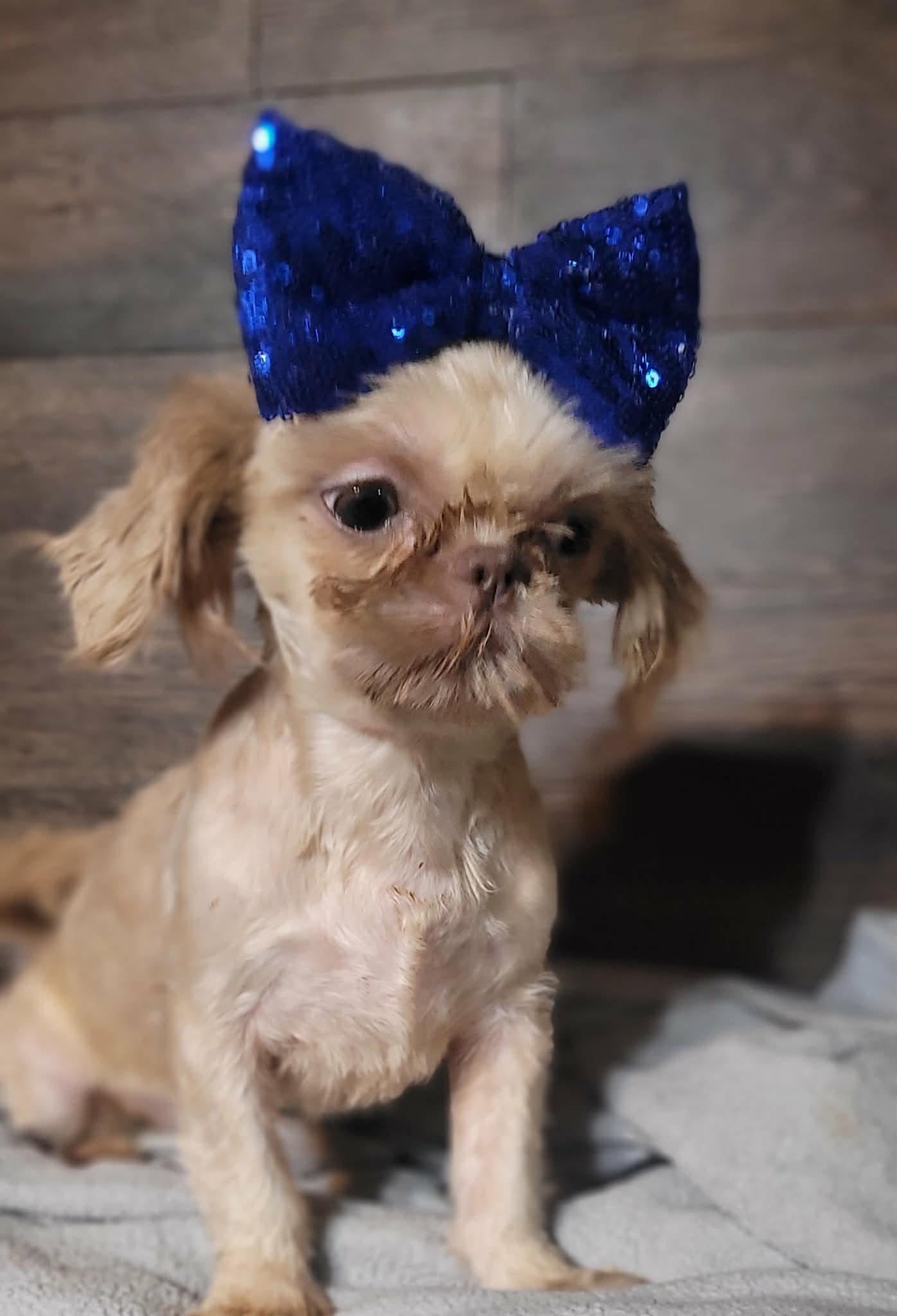 SHEENA in RHODE ISLAND, an adopted Shih Tzu in West Warwick, RI image 3/4