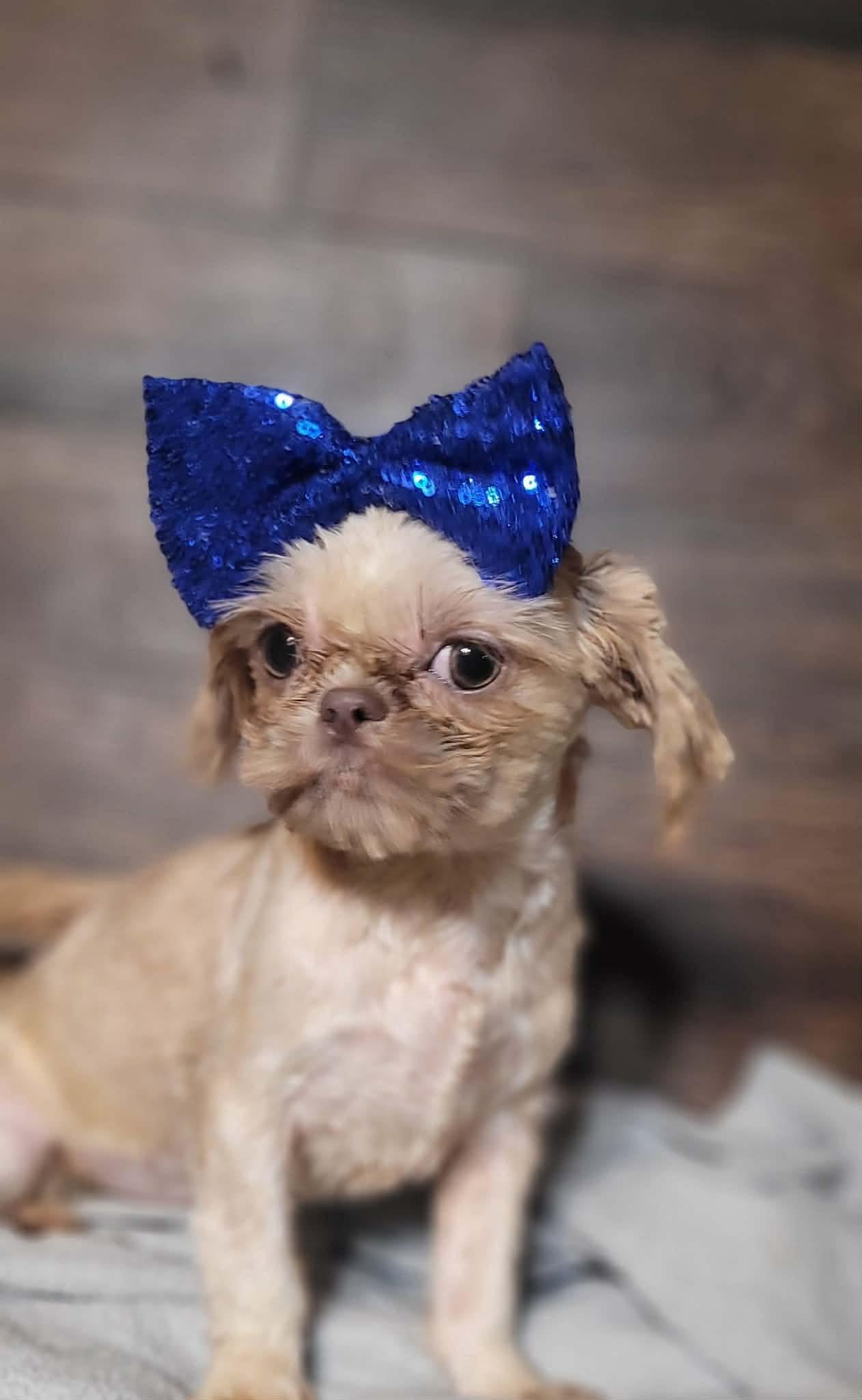 SHEENA in RHODE ISLAND, adopted, Puppy Female Shih Tzu.