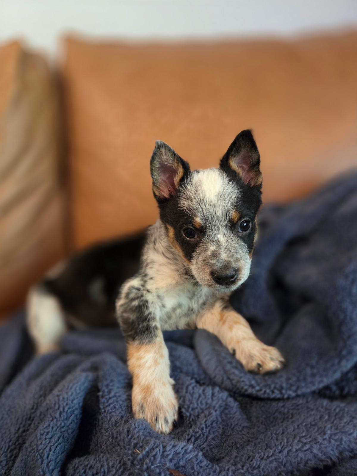 Enlarge Finley, a ADOPTABLE Australian Cattle Dog / Blue Heeler in Los Angeles, CA image 1/6