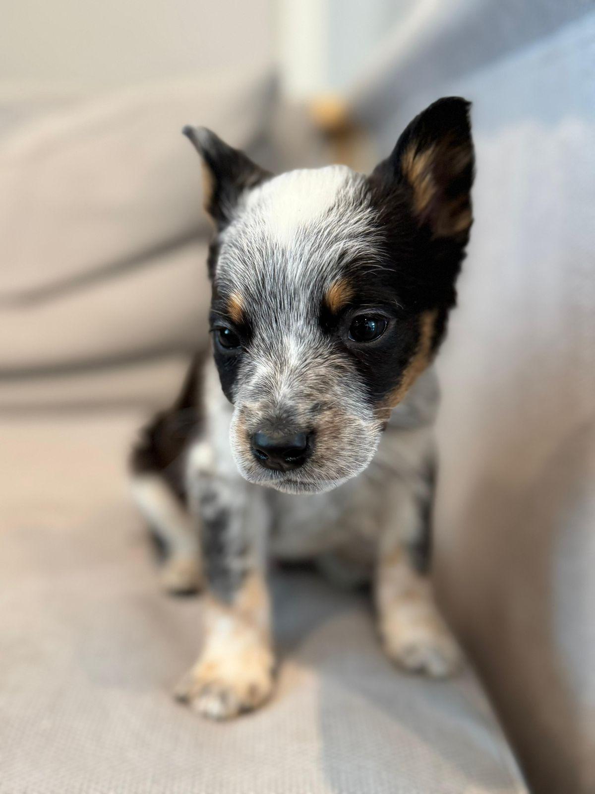 Enlarge Finley, a ADOPTABLE Australian Cattle Dog / Blue Heeler in Los Angeles, CA image 3/6