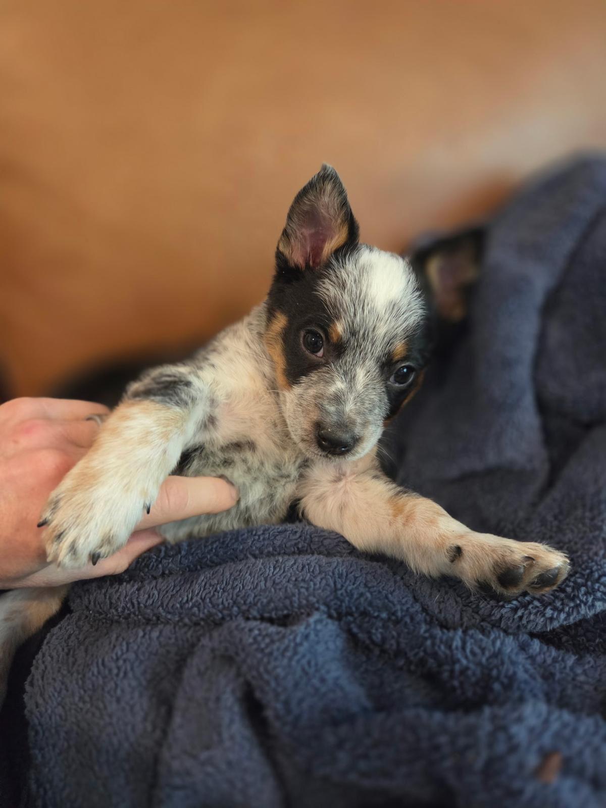 Enlarge Finley, a ADOPTABLE Australian Cattle Dog / Blue Heeler in Los Angeles, CA image 5/6
