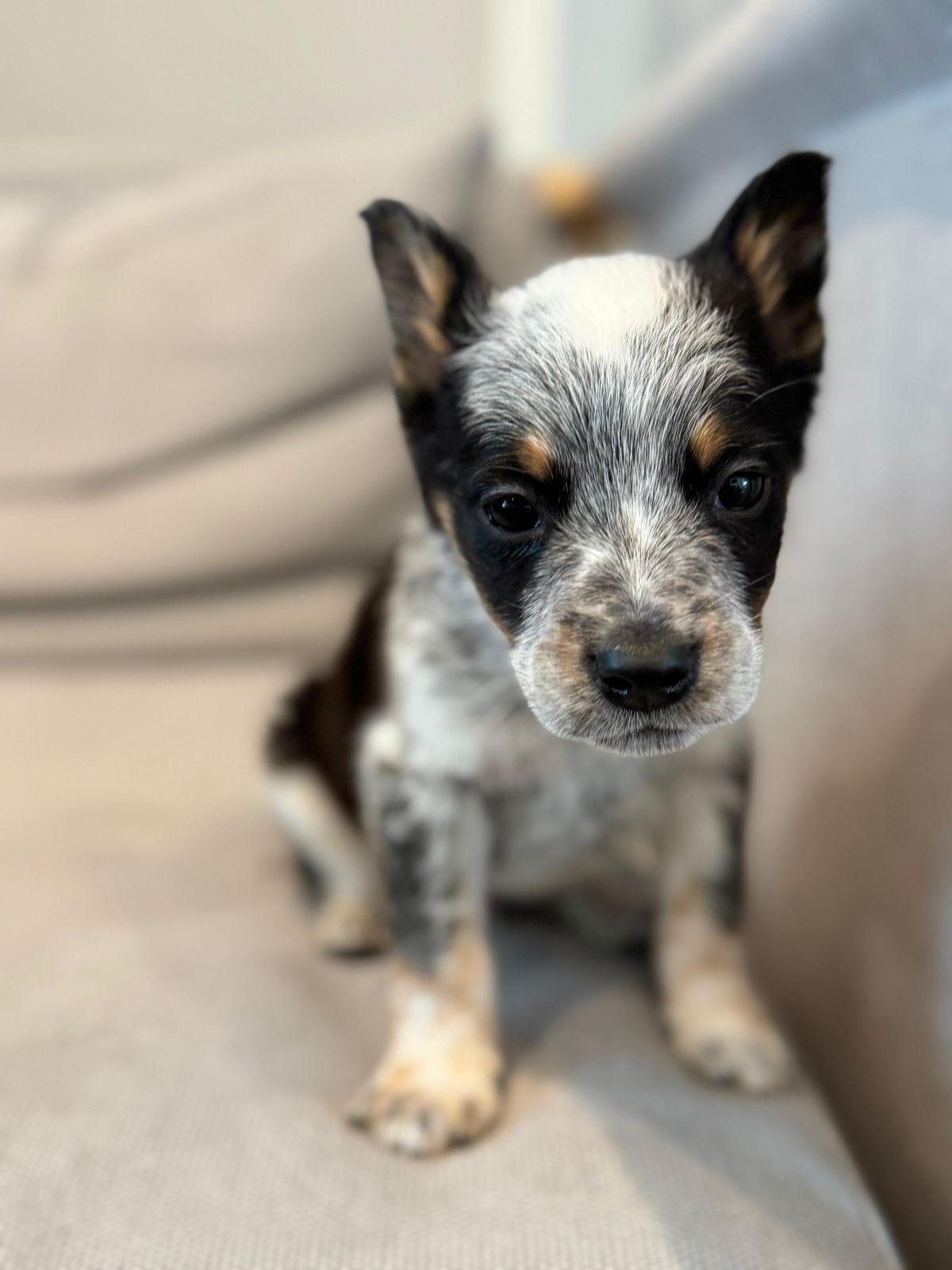 Enlarge Finley, a ADOPTABLE Australian Cattle Dog / Blue Heeler in Los Angeles, CA image 4/6