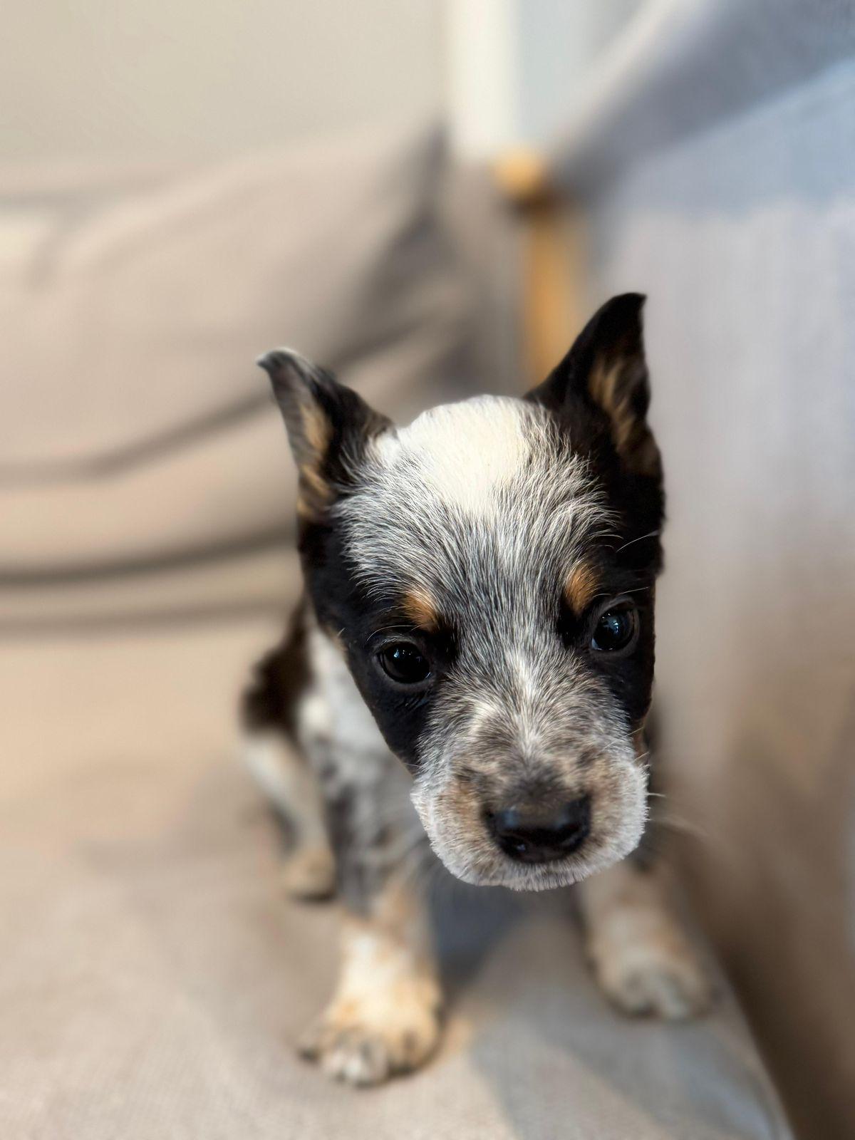 Enlarge Finley, a ADOPTABLE Australian Cattle Dog / Blue Heeler in Los Angeles, CA image 6/6