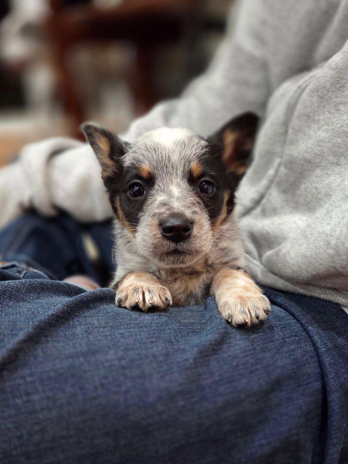 Enlarge Finley, a ADOPTABLE Australian Cattle Dog / Blue Heeler in Los Angeles, CA image 2/6