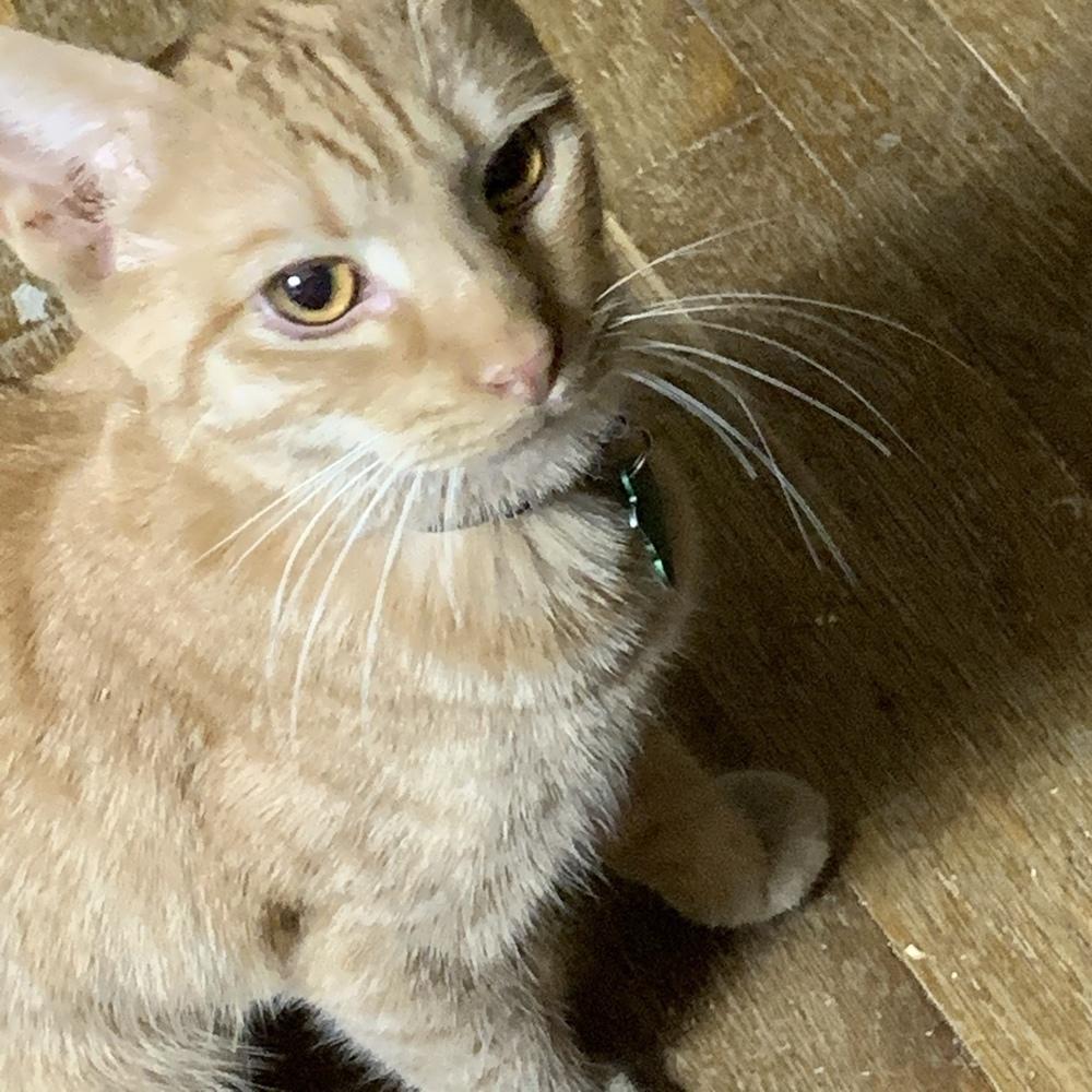 Bus, Adoptable, Young Male Domestic Short Hair.