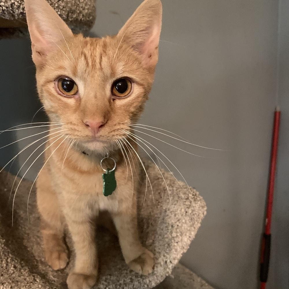 Bus, Adoptable, Young Male Domestic Short Hair.