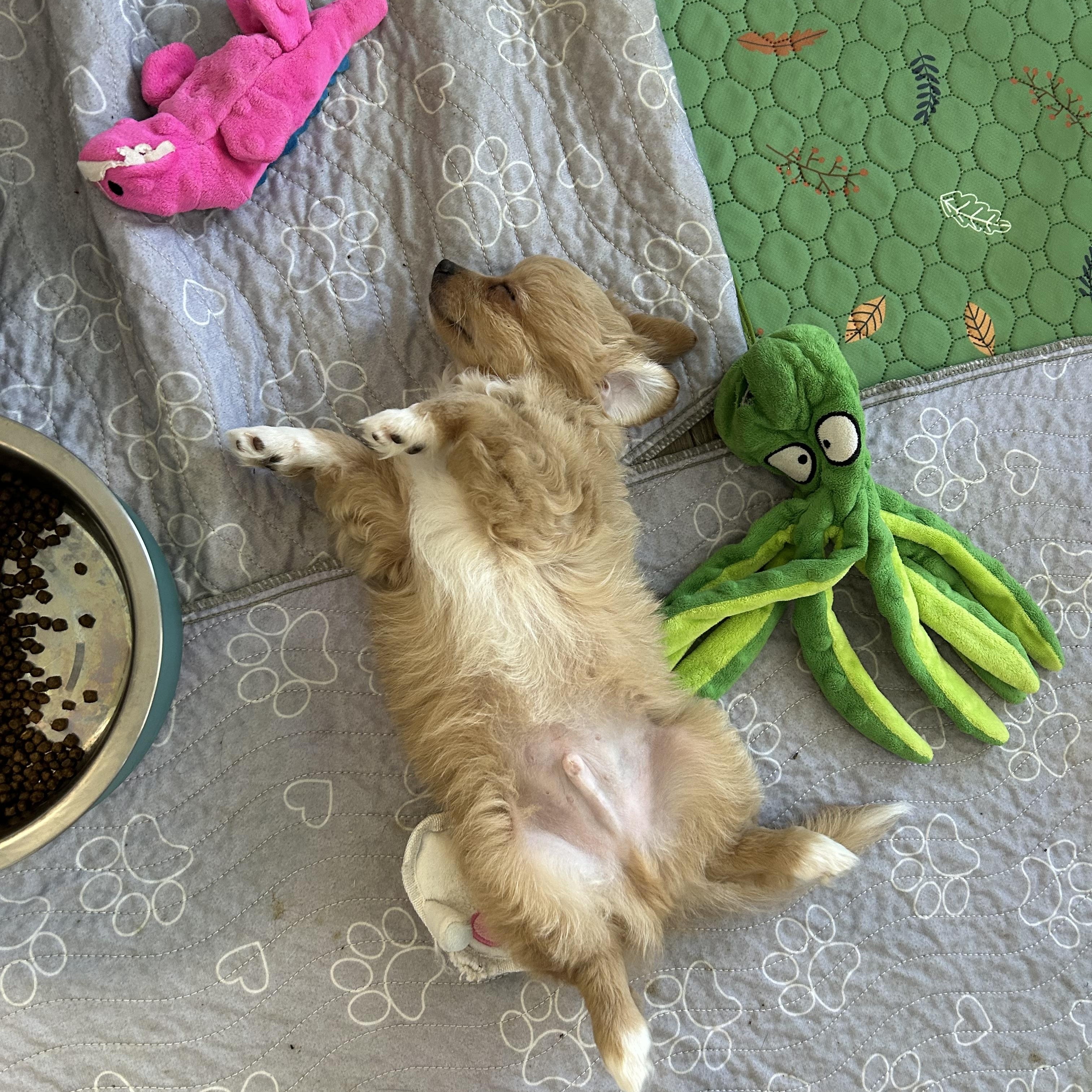 Larry, ADOPTABLE, Puppy Male Maltipoo.