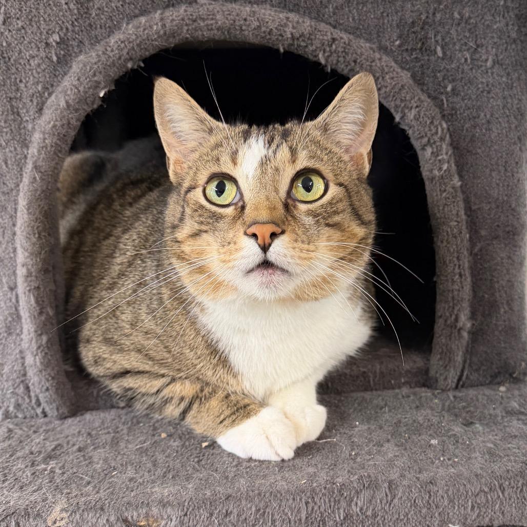 Casper, Adoptable, Adult Male Domestic Short Hair.