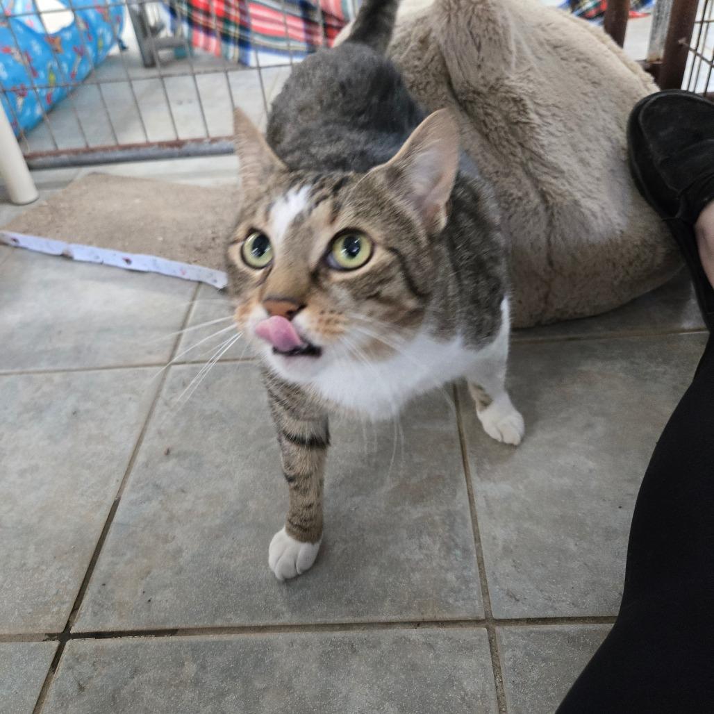 Casper, a Adoptable Domestic Short Hair in East Smithfield , PA image 2/6
