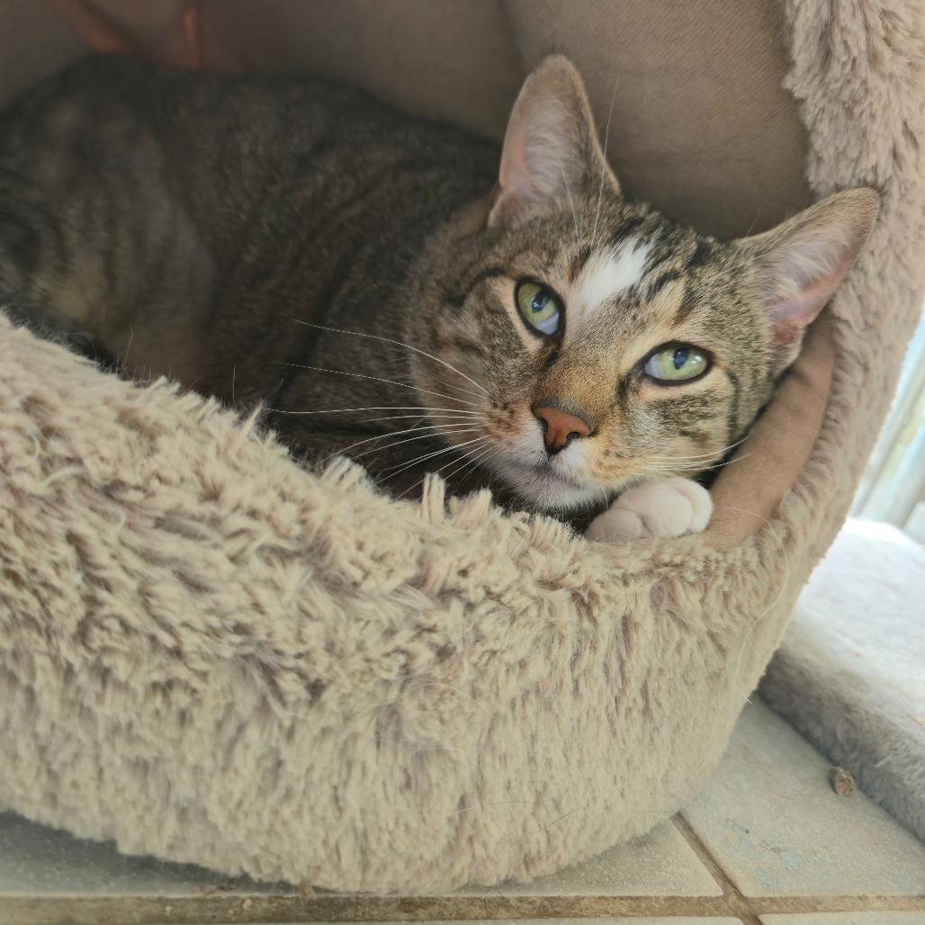 Casper, a Adoptable Domestic Short Hair in East Smithfield , PA image 3/6