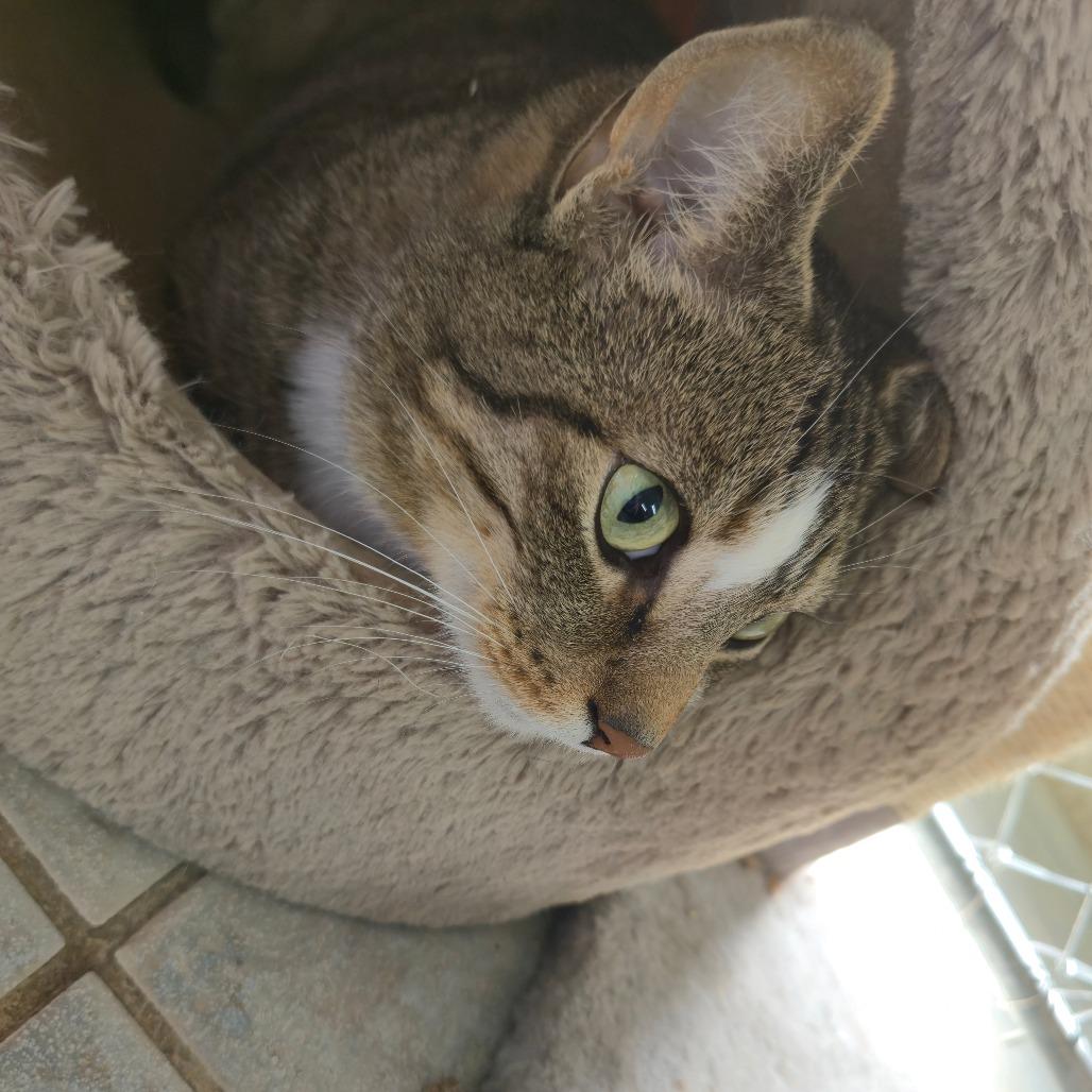 Casper, a Adoptable Domestic Short Hair in East Smithfield , PA image 4/6