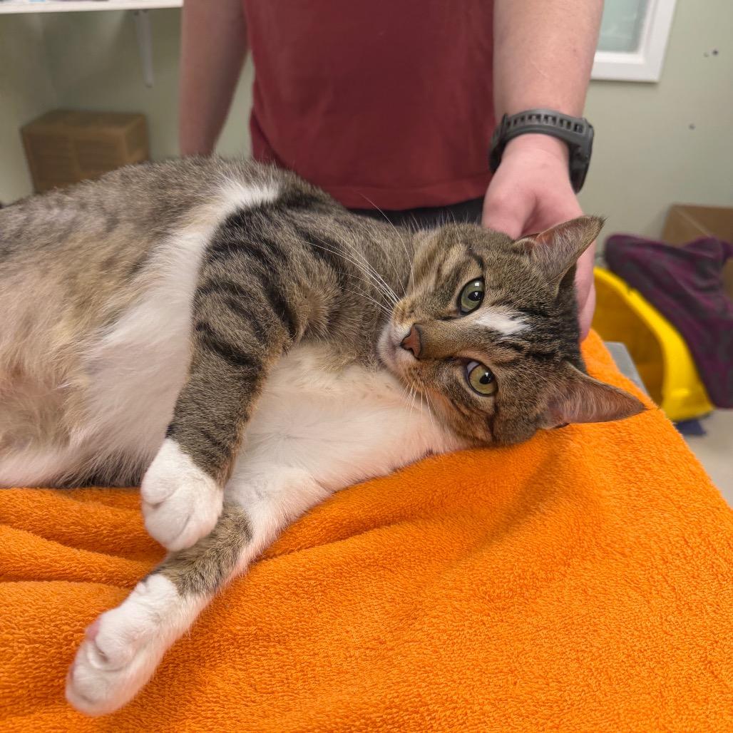 Casper, a Adoptable Domestic Short Hair in East Smithfield , PA image 5/6