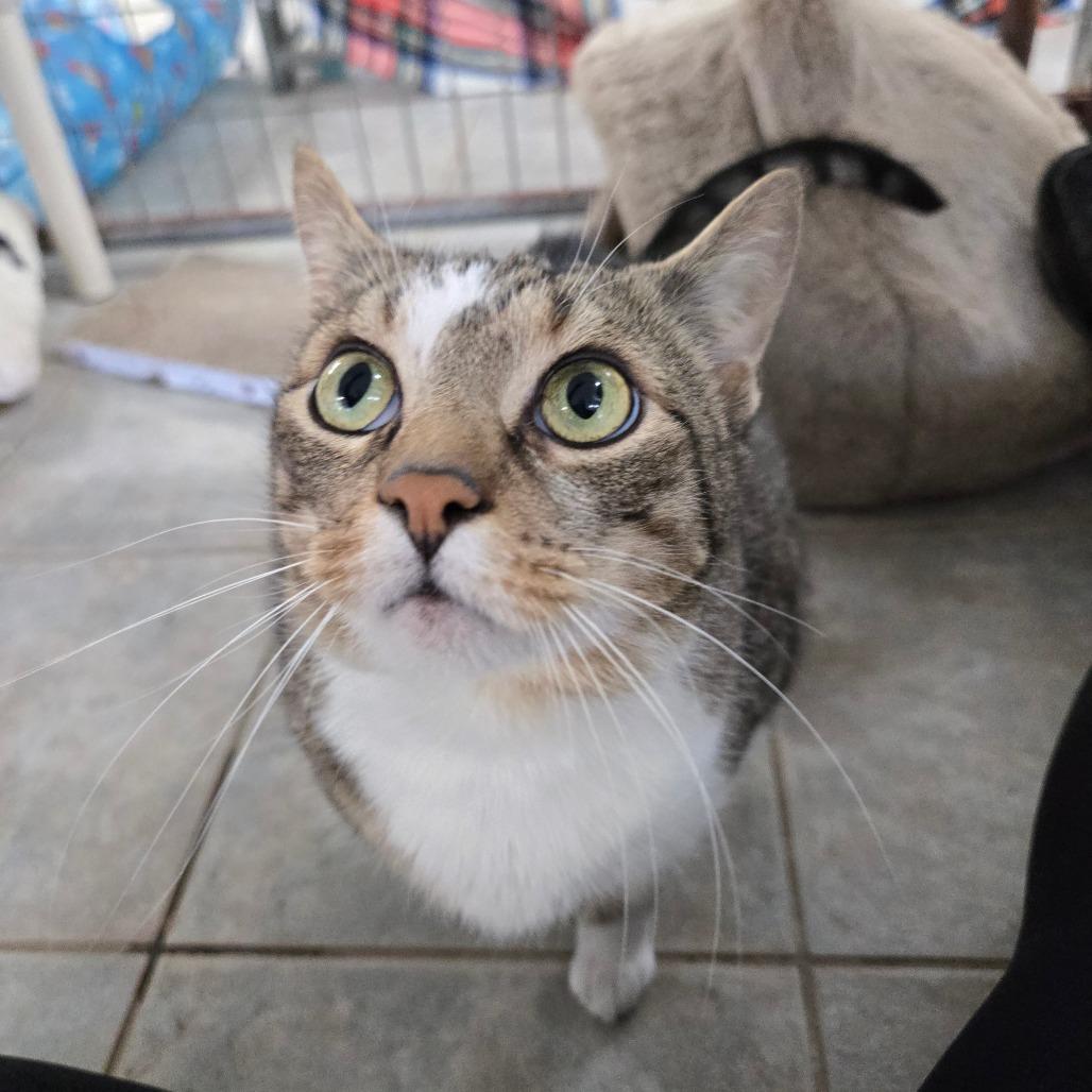 Casper, a Adoptable Domestic Short Hair in East Smithfield , PA image 6/6