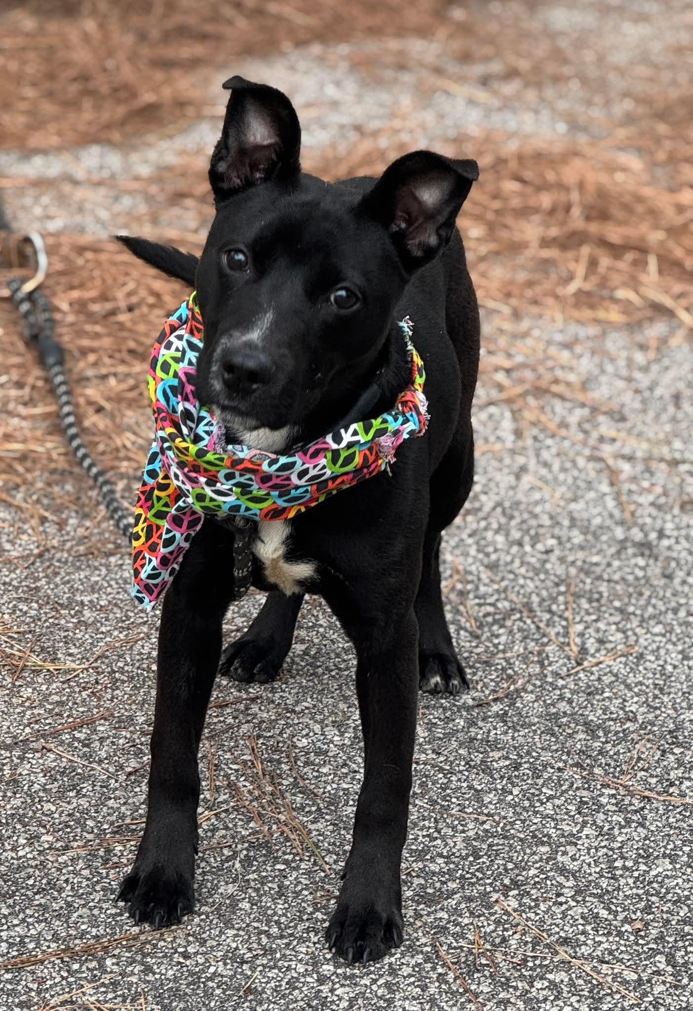 Enlarge Skyler, a ADOPTABLE Mixed Breed in Sumter, SC image 1/1