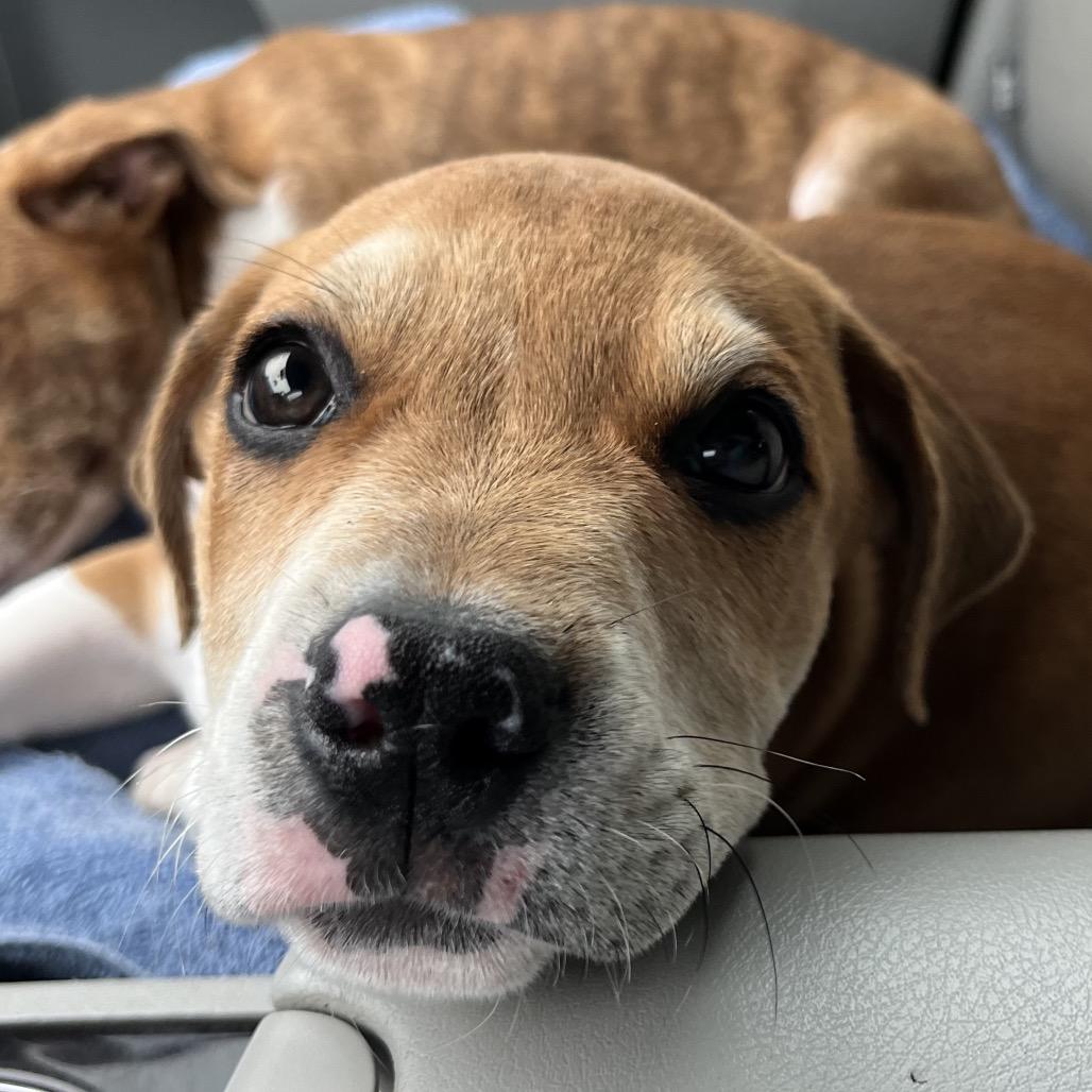 Dylan, a Adoptable mixed breed in Mocksville, NC image 1/4