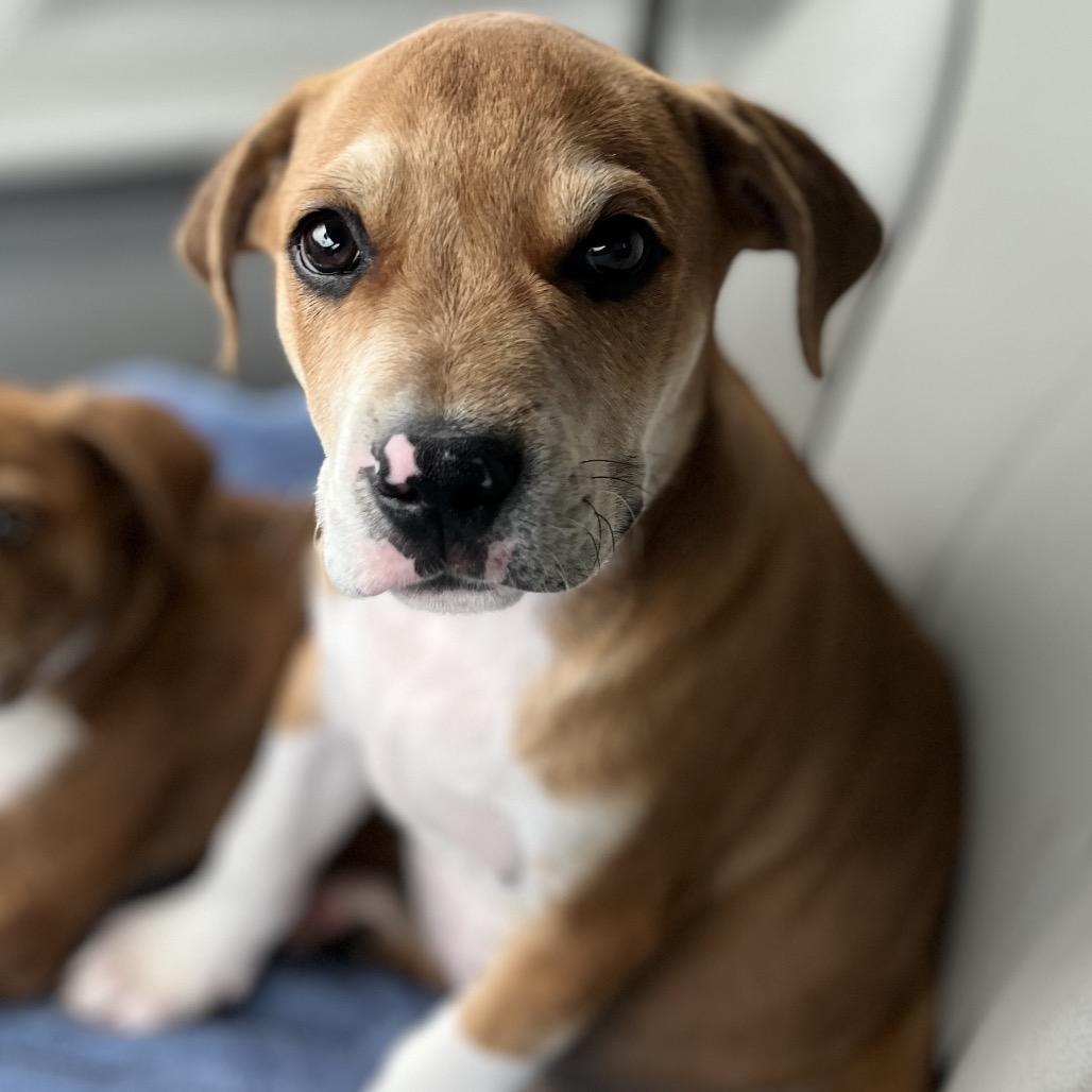 Dylan, a Adoptable mixed breed in Mocksville, NC image 2/4