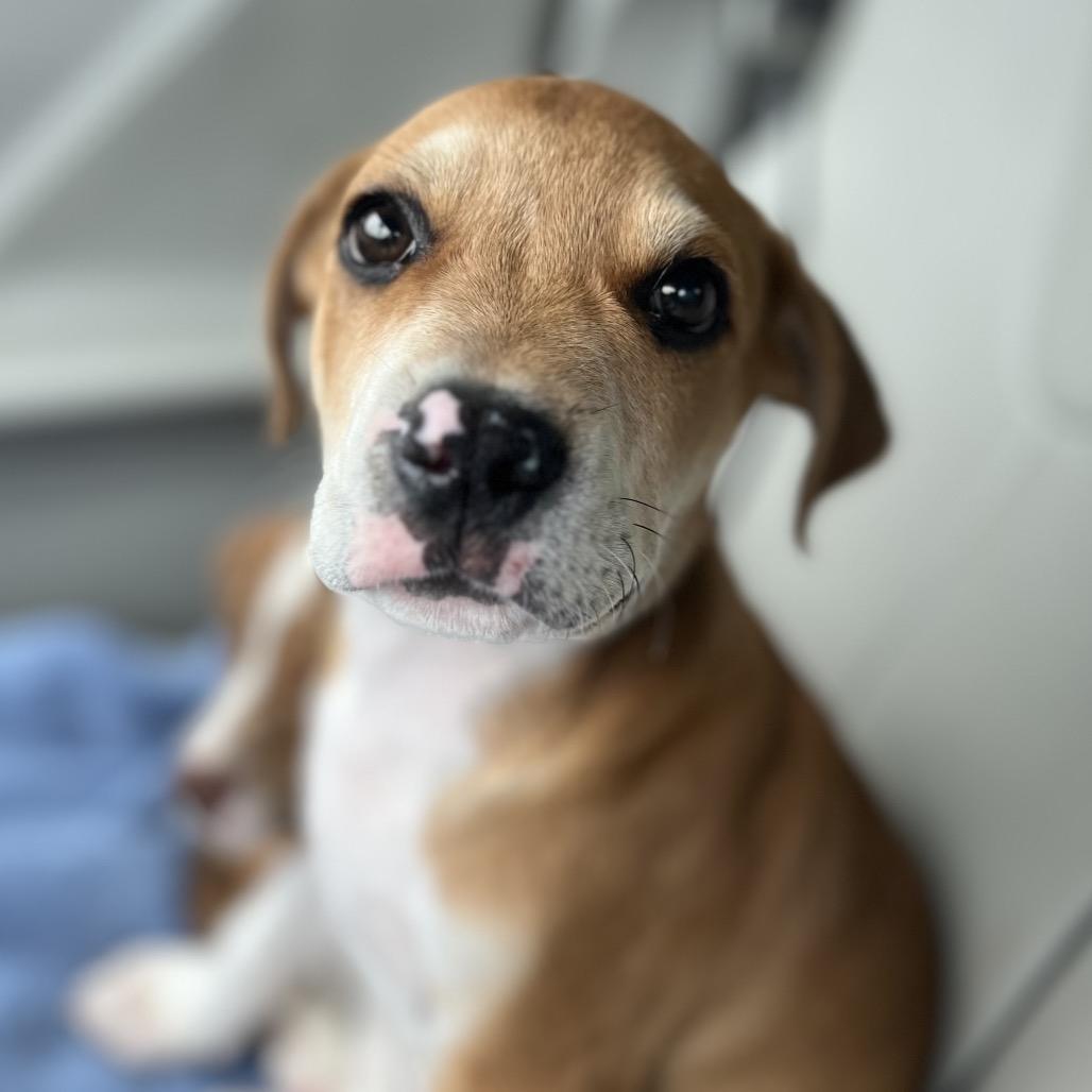 Dylan, a Adoptable mixed breed in Mocksville, NC image 3/4