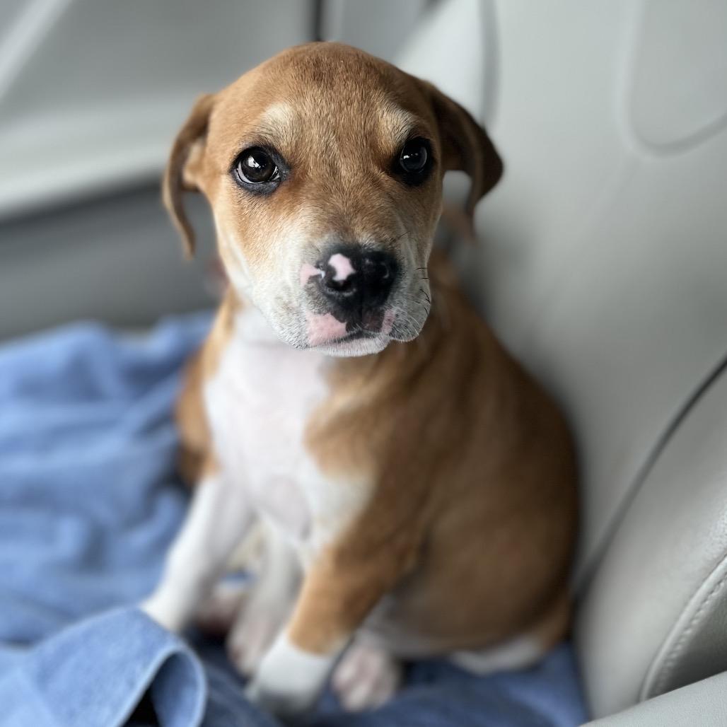 Dylan, a Adoptable mixed breed in Mocksville, NC image 4/4