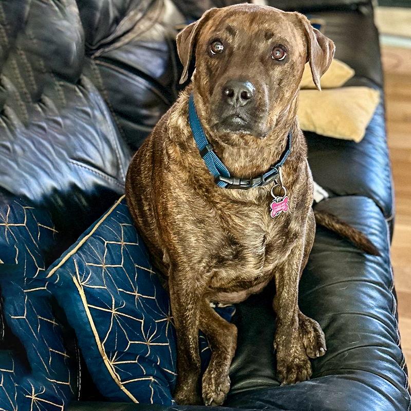 Enlarge Reese (New Digs), a Adoptable Plott Hound in Dallas, TX image 1/3