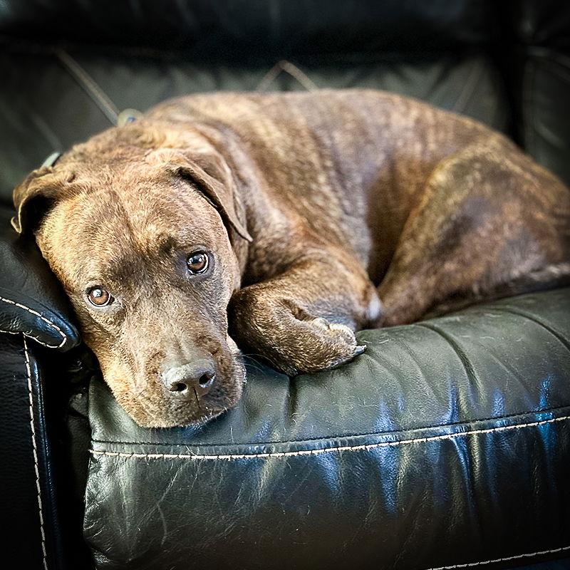 Enlarge Reese (New Digs), a Adoptable Plott Hound in Dallas, TX image 2/3