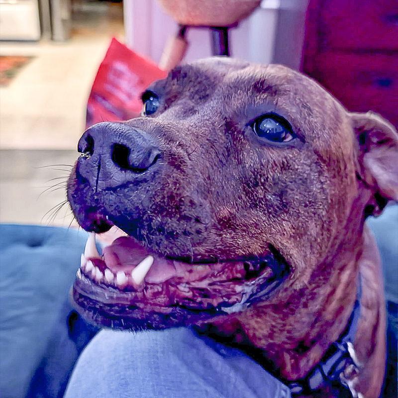 Enlarge Reese (New Digs), a Adoptable Plott Hound in Dallas, TX image 3/3