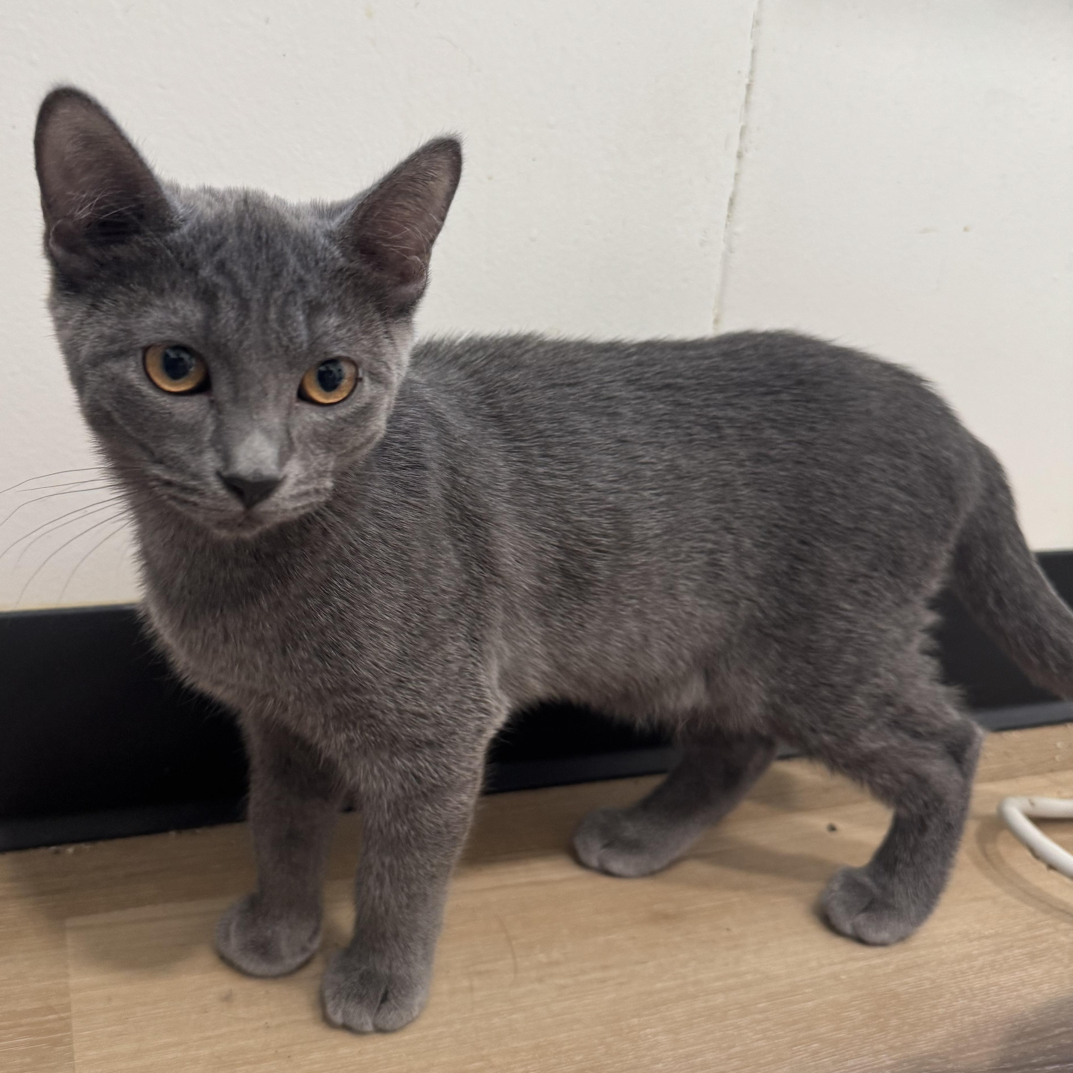 Clementine, a Adoptable Domestic Short Hair in Tracy, CA image 3/4