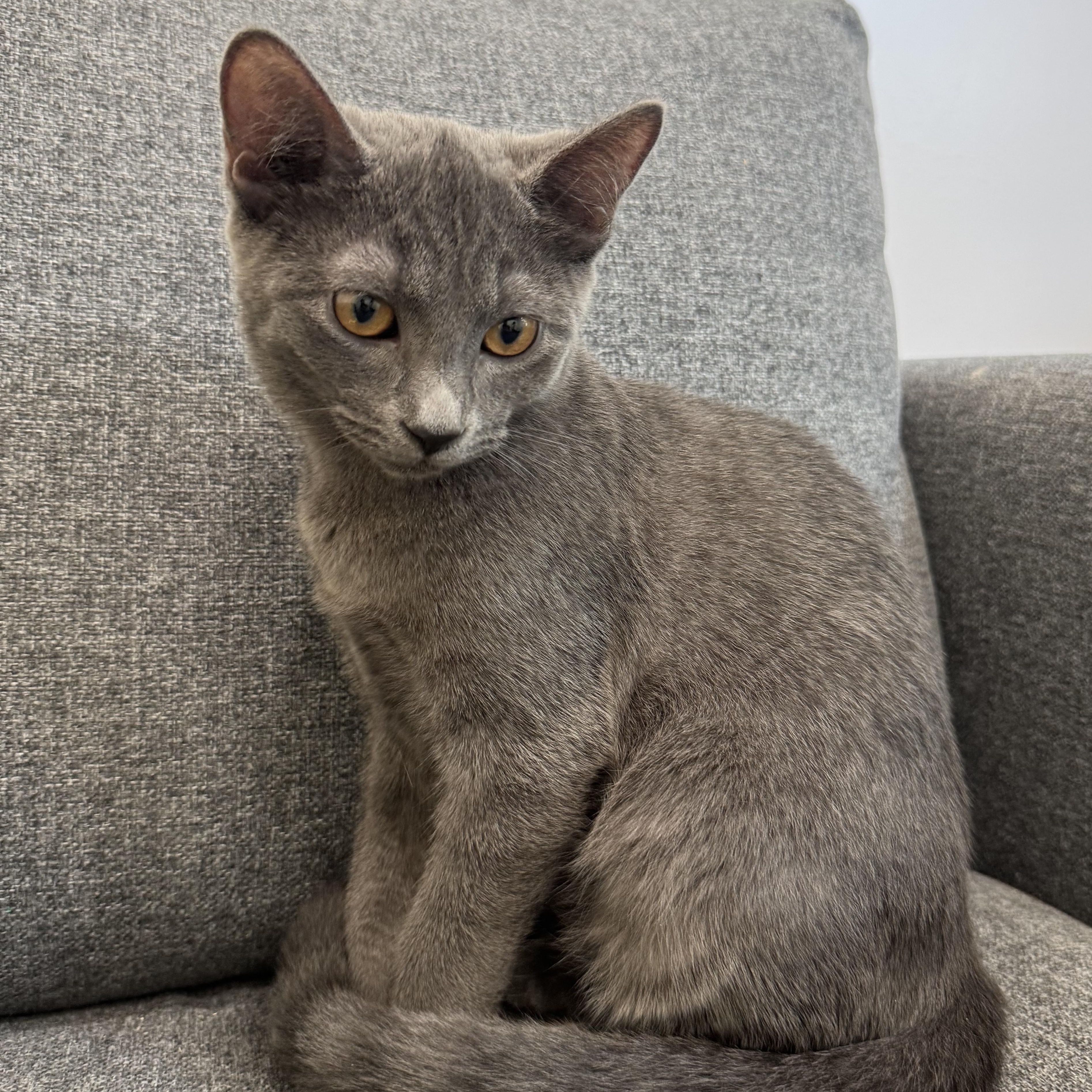 Clementine, a Adoptable Domestic Short Hair in Tracy, CA image 2/4