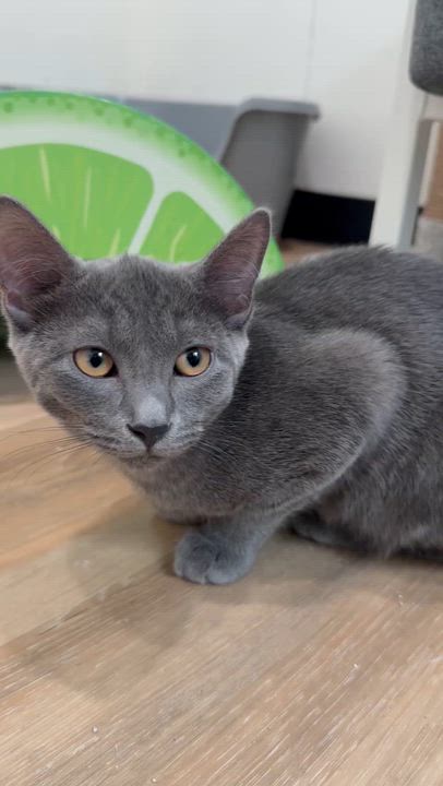 Enlarge Clementine, a Adoptable Domestic Short Hair in Tracy, CA video 4/4