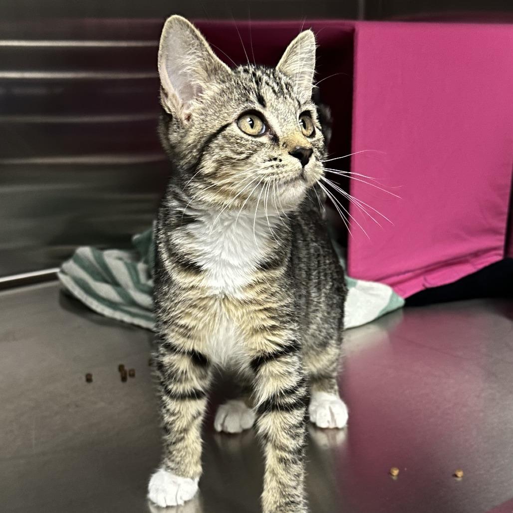 Lucy, Adoptable, Kitten Female Domestic Short Hair.