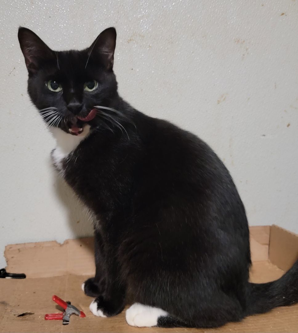 Enlarge Curry, a Adoptable mixed breed in Spring, TX image 3/6