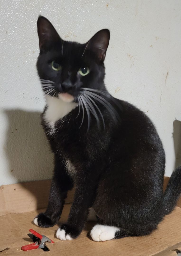 Enlarge Curry, a Adoptable mixed breed in Spring, TX image 4/6