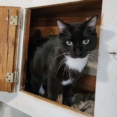 Enlarge Curry, a Adoptable mixed breed in Spring, TX image 5/6