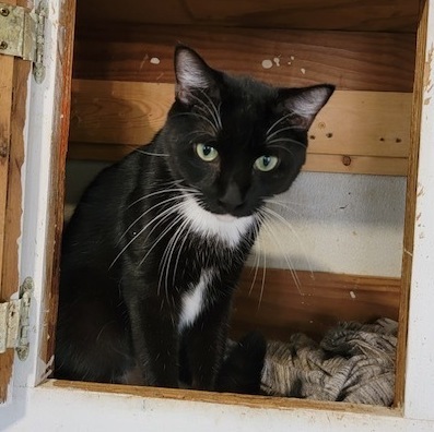 Enlarge Curry, a Adoptable mixed breed in Spring, TX image 6/6