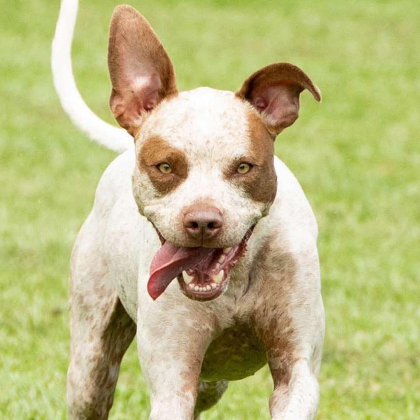 Enlarge Rumble, a Adoptable Mixed Breed in Myrtle Beach, SC image 4/6
