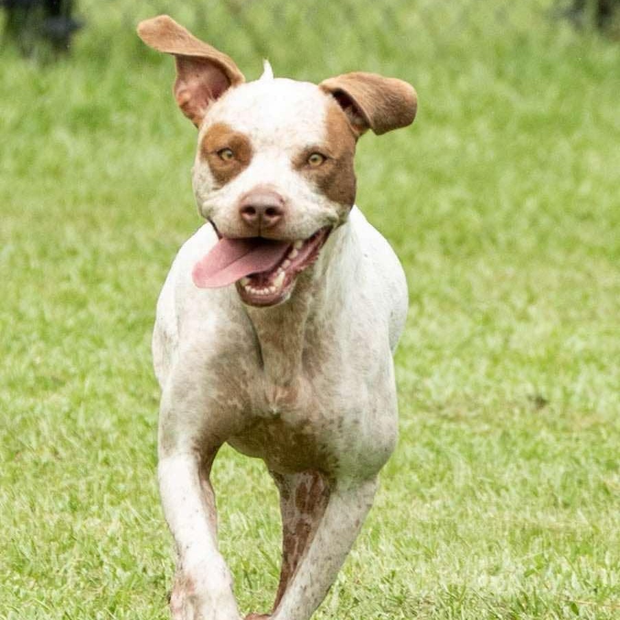Enlarge Rumble, a Adoptable Mixed Breed in Myrtle Beach, SC image 3/6