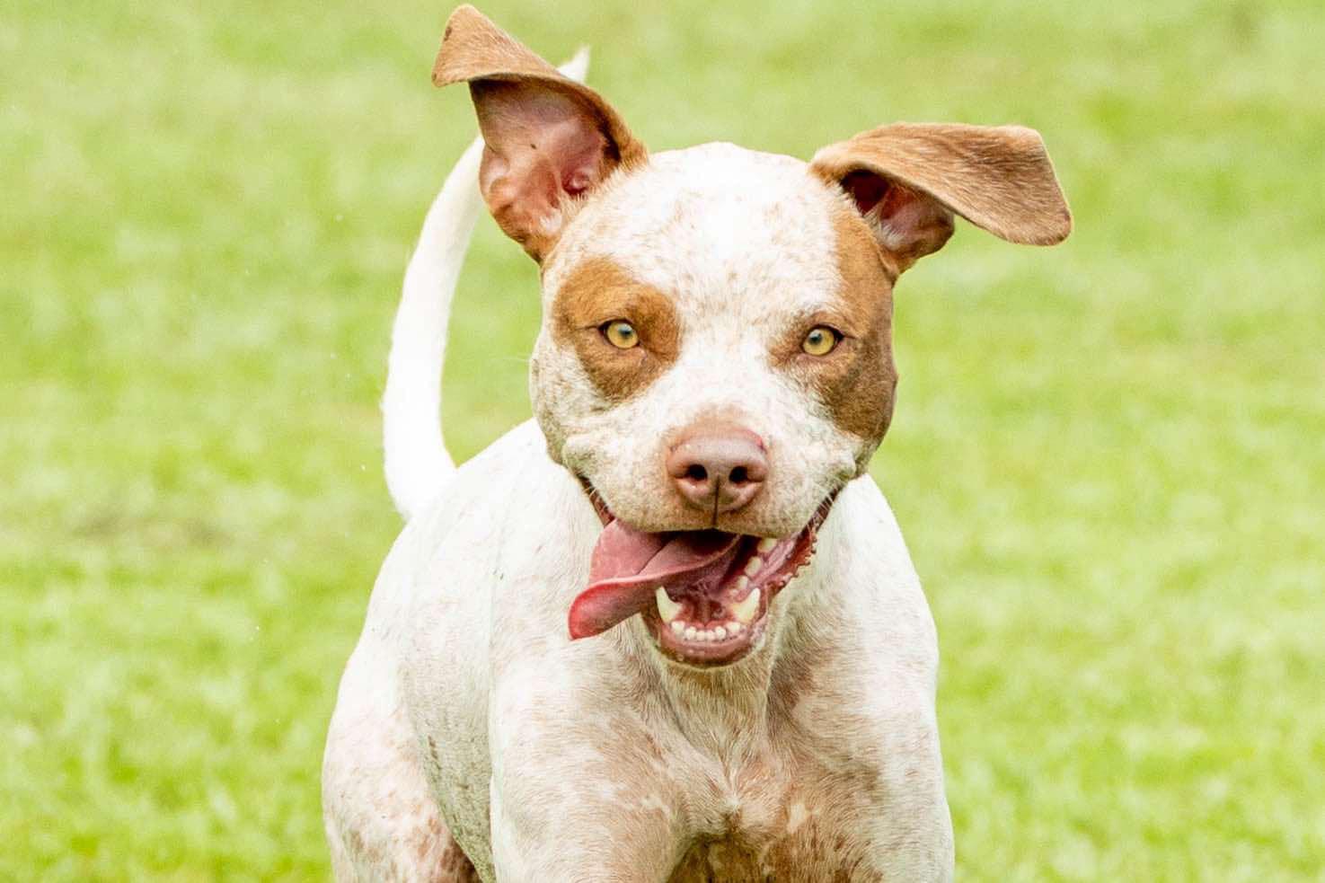 Enlarge Rumble, a Adoptable Mixed Breed in Myrtle Beach, SC image 1/6