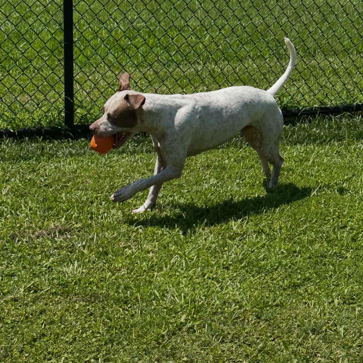 Enlarge Rumble, a Adoptable Mixed Breed in Myrtle Beach, SC image 5/6