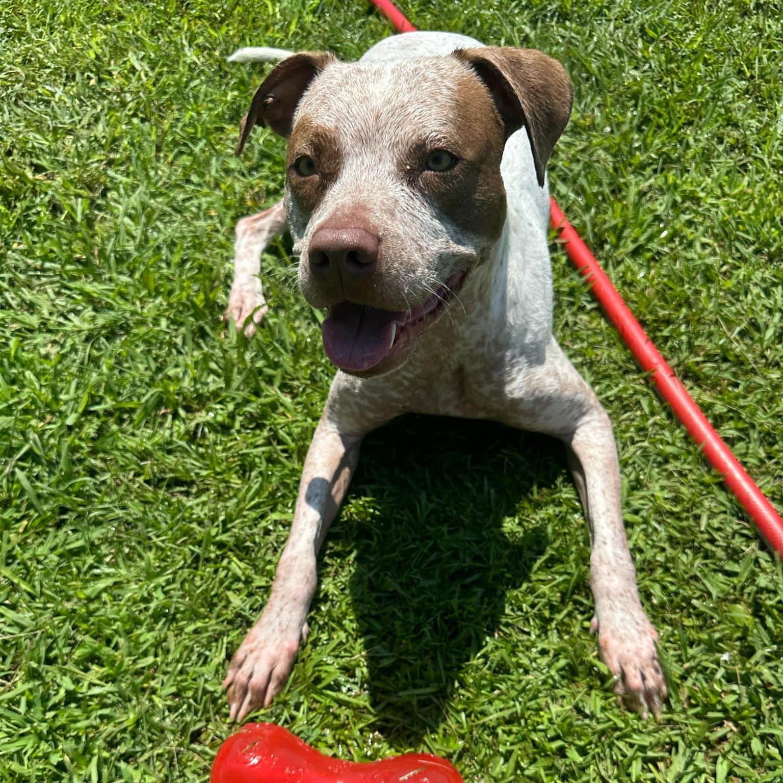 Enlarge Rumble, a Adoptable Mixed Breed in Myrtle Beach, SC image 6/6