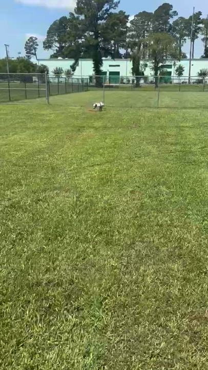 Enlarge Rumble, a Adoptable Mixed Breed in Myrtle Beach, SC video 2/6