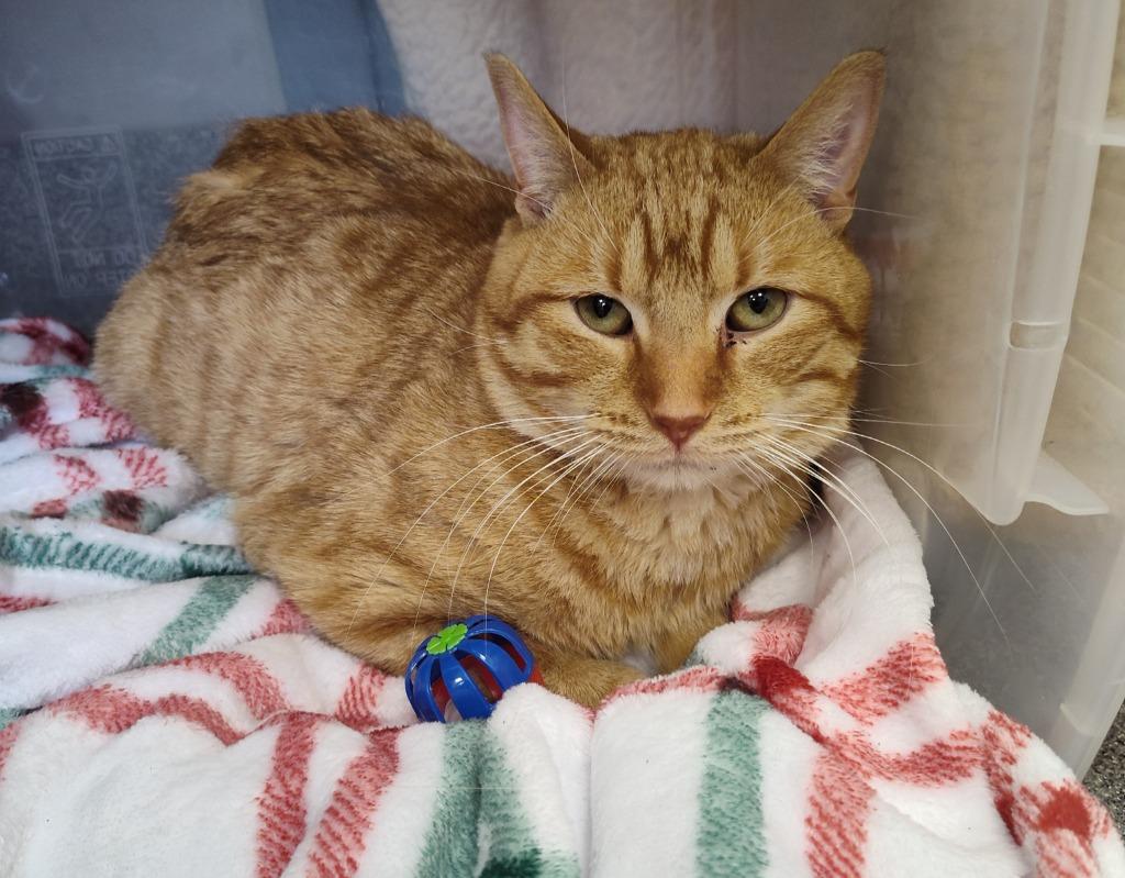 Glory - Working Cat, Adoptable, Adult Male Domestic Short Hair.