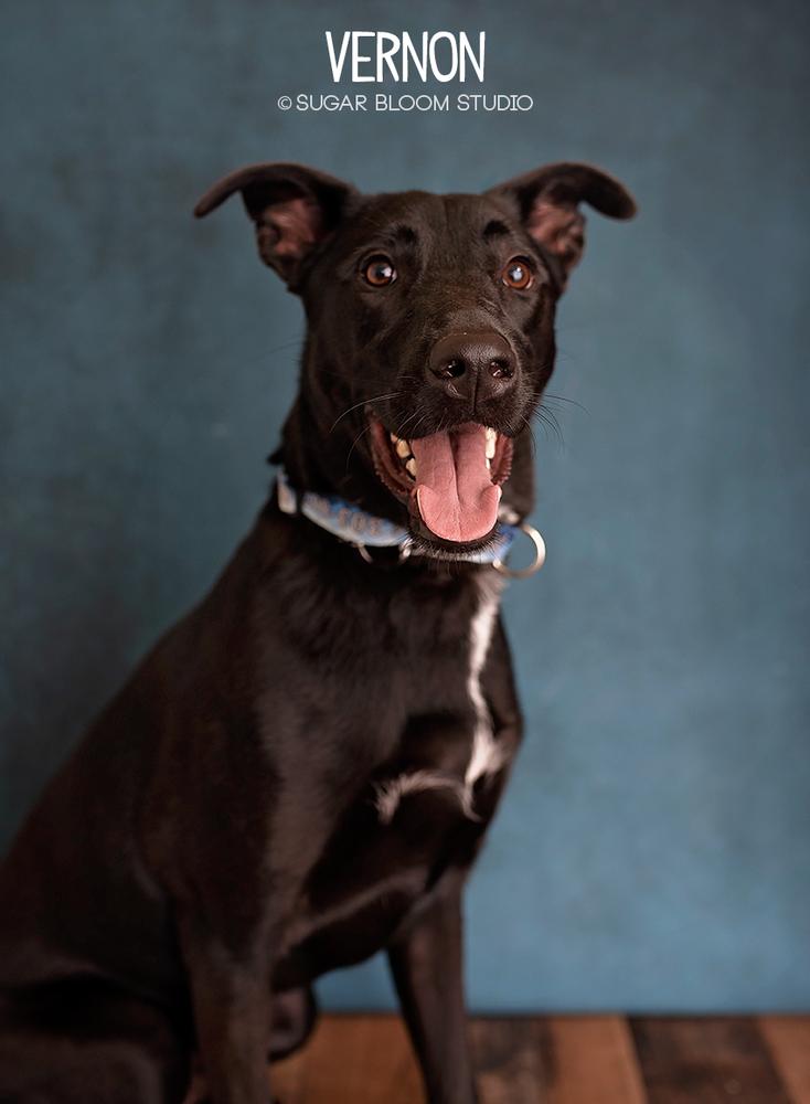 Vernon, Adopted, Young Male German Shepherd Dog & Labrador Retriever.