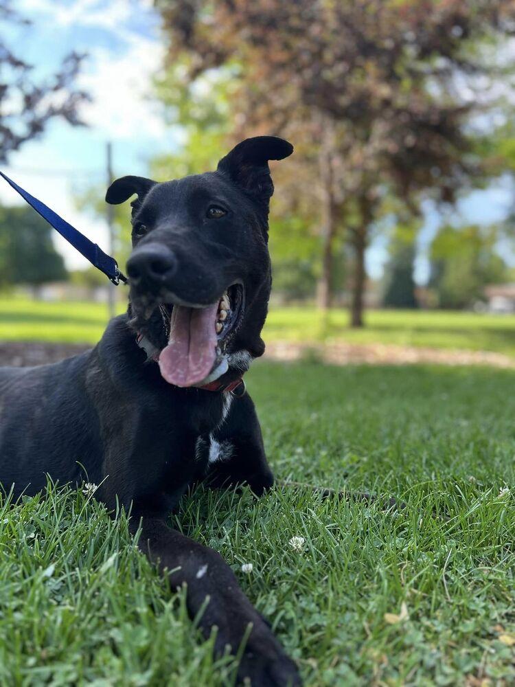 Enlarge Vernon, a Adopted mixed breed in Littleton, CO image 2/6