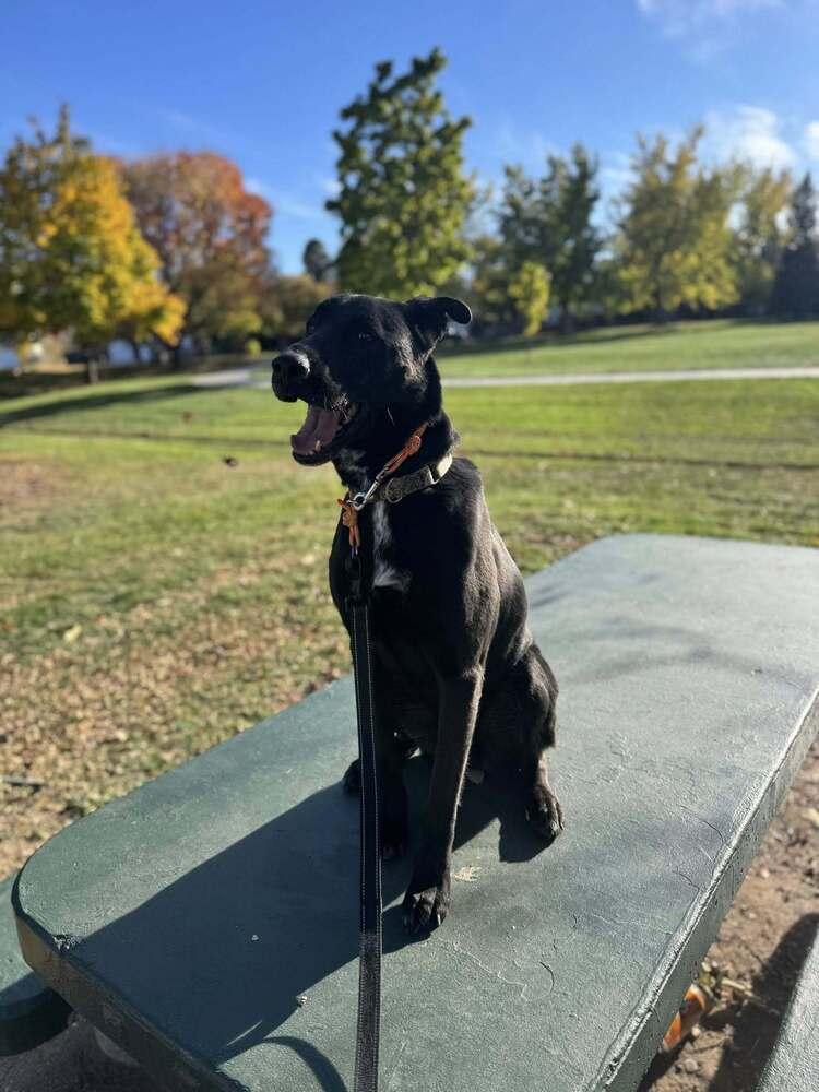 Enlarge Vernon, a Adopted mixed breed in Littleton, CO image 3/6