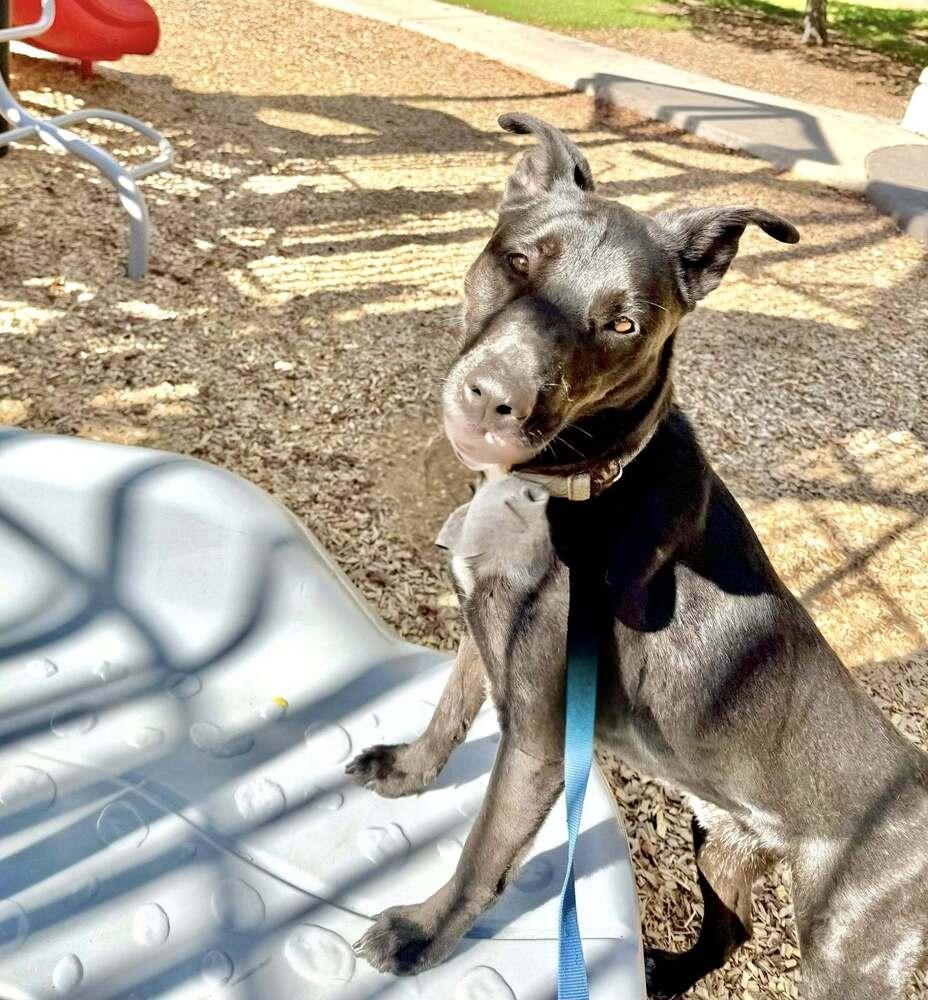 Enlarge Vernon, a Adopted mixed breed in Littleton, CO image 4/6