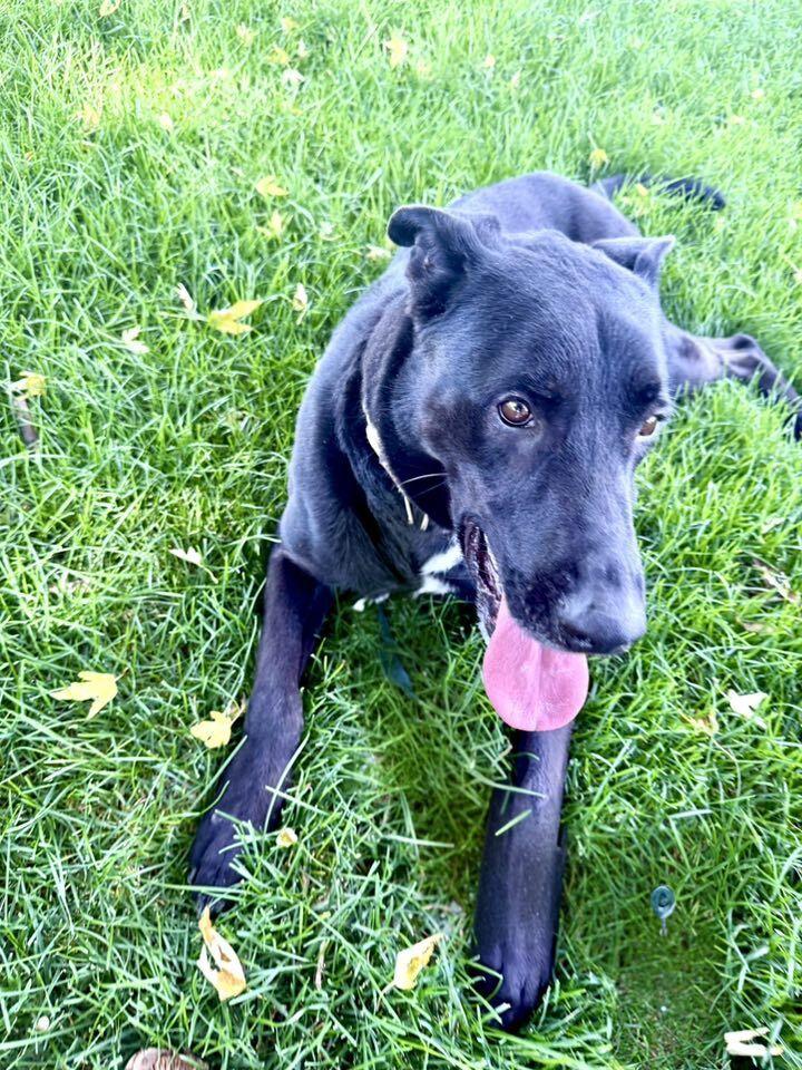 Enlarge Vernon, a Adopted mixed breed in Littleton, CO image 5/6