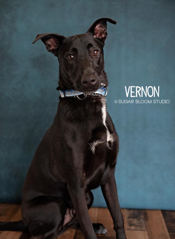 Enlarge Vernon, a Adopted mixed breed in Littleton, CO image 6/6