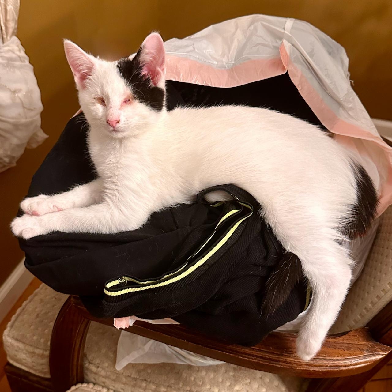 Enlarge Neo, a Adoptable Domestic Short Hair in East Brunswick, NJ image 3/6