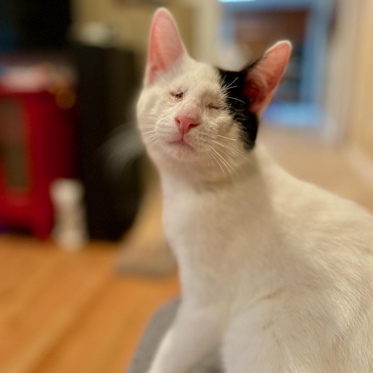 Enlarge Neo, a Adoptable Domestic Short Hair in East Brunswick, NJ image 2/6