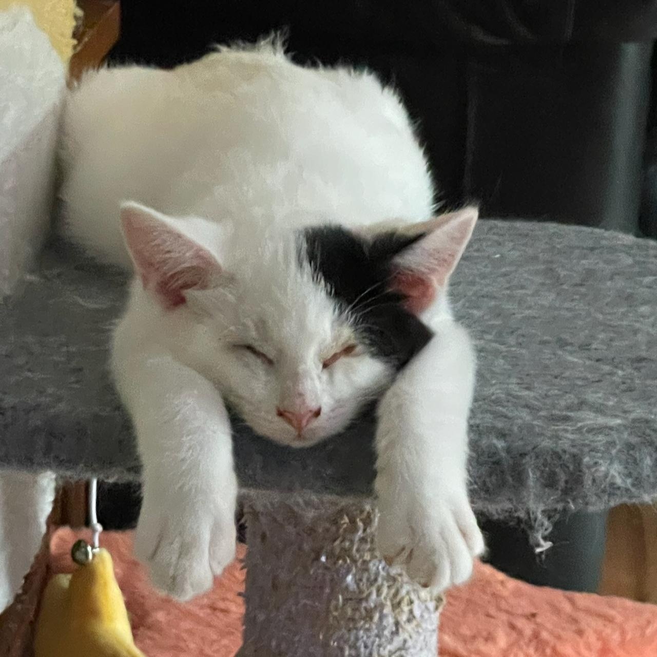 Neo, Adoptable, Kitten Male Domestic Short Hair.