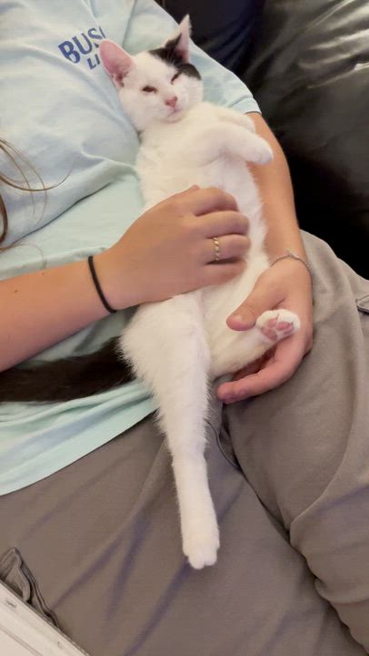 Enlarge Neo, a Adoptable Domestic Short Hair in East Brunswick, NJ video 4/6